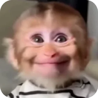 Video sticker 👤 MONKEY CRAZY