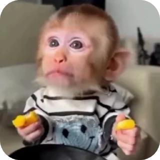 Video sticker 👤 MONKEY CRAZY