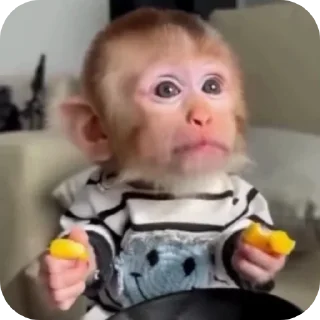 Telegram sticker 👤 MONKEY CRAZY