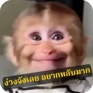 Video sticker 👤 จัง จัง