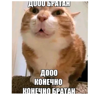 Sticker 🐱 Стики на все случаи жизни 2