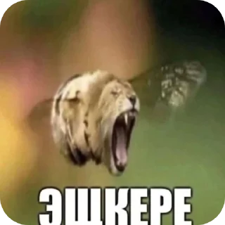 Video sticker 🖼 Stickers|by @Sw1zyyy_FF