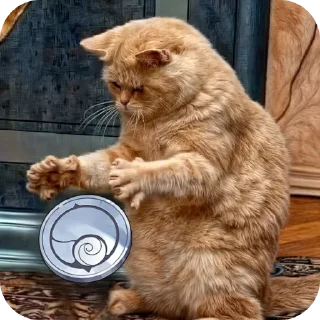Telegram sticker 🐱 Memes