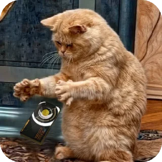 Telegram sticker 🐱 Memes