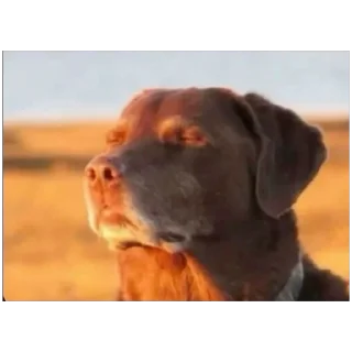 Telegram sticker 🫥 KUNT