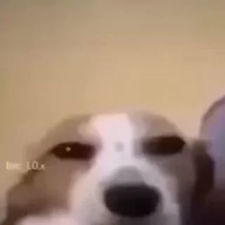 Video sticker 🌚 @wtfcutie