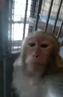 Video sticker 😎 Republic Barbie 4(အောက်တန်းစားမ)