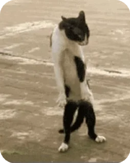 Video sticker 🗿 Мира кган чопсен котсан :: @fStikBot