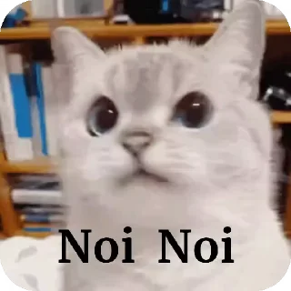 Video sticker 🐱 @Alpharavo