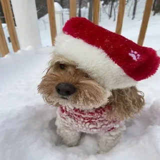 Video sticker ❄ Winter Vibe @ckladstikerov7