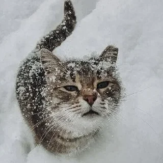 Video sticker ❄ Winter Vibe @ckladstikerov7