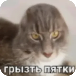 Telegram sticker 🐱 Масый сок