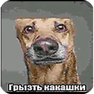 Telegram sticker 🐦 Масый сок