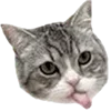 Video sticker 🐈 d!ve <3 by @LUVHOL...
