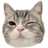 Sticker 🐈 d!ve <3 by @LUVHOLIC :: @fStikBot