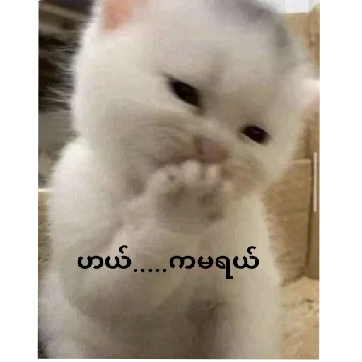 Telegram sticker 🙈 Your stickers - Pyae အပိုင်🤪