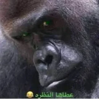 Telegram sticker 🌟 فهدتس :: @fStikBot