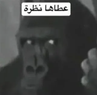 Video sticker 🌟 فهدتس :: @fStikBot