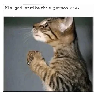 Телеграм стикер ⭐ meowstars