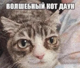 Video sticker 🤩 Лысыйхрыщ @TgEmodziBot