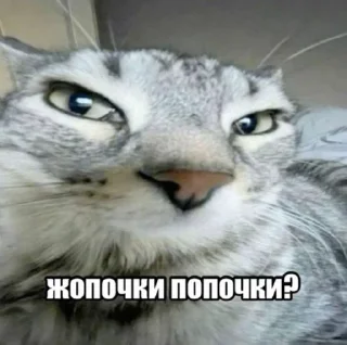 Video sticker 🤩 Лысыйхрыщ @TgEmodziBot