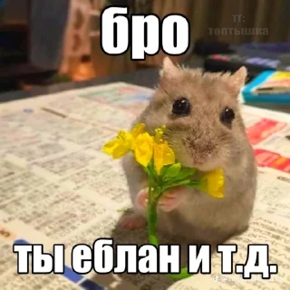 Telegram sticker 🤩 Лысыйхрыщ @TgEmodziBot