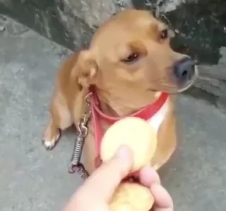 Video sticker 🐶 carinha triste