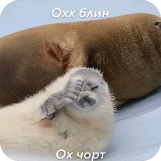 Sticker 🫥 Тюленчэке