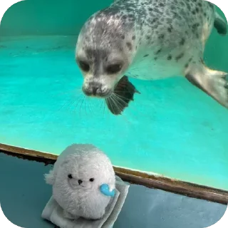 Video sticker 🔥 Тюленчэке