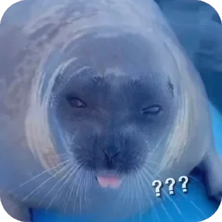 Telegram sticker ❔ Тюленчэке