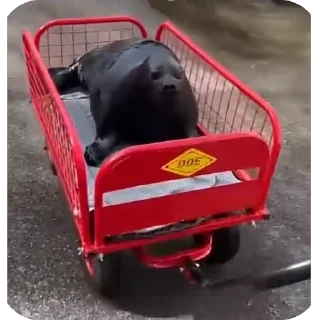 Telegram sticker 🚗 Тюленчэке