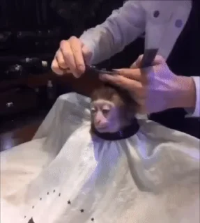 Video sticker 💇 @oppsputbelt2