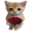 Video sticker 🐈 al'kusheterova @Tg...