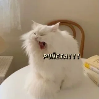 Video sticker 😾 My Pack 2 @LynetteTheCat