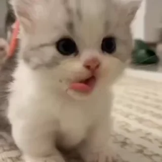 Video sticker 🌟 @sacredview