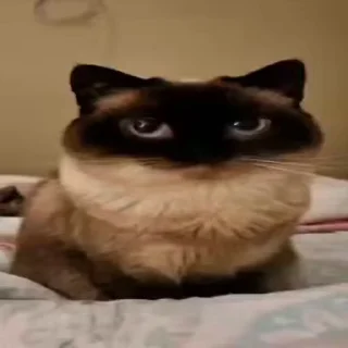 Video sticker 😶 @sacredview