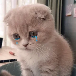 Video sticker 😞 Pishtegooli (@MBTIWizards)