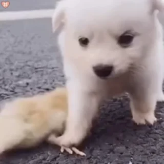 Video sticker 🌟 花专属💐 :: @fStikBot