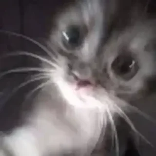 Video sticker 🎉 Больше стиков тут: @stikery4