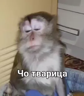 Video sticker 👨‍✈️ нася🙄 @Femoji