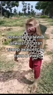 Video sticker 👨‍✈️ нася🙄 @Femoji
