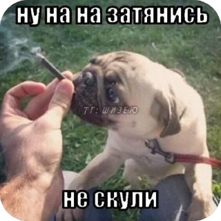 Video sticker 🫥 Латяо-ТяуТяо
