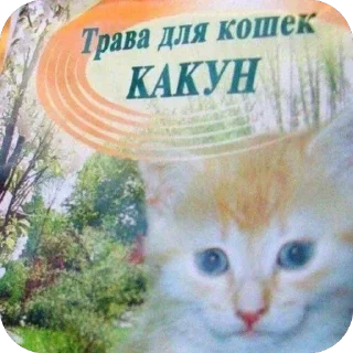 Video sticker 🫥 Латяо-ТяуТяо
