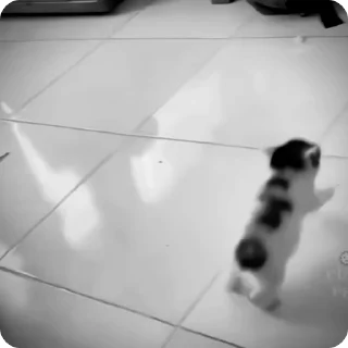 Video sticker 🐾 𝐛𝐰 𝐤𝐢𝐭𝐭𝐲 🐾 : @naitsonswonderland