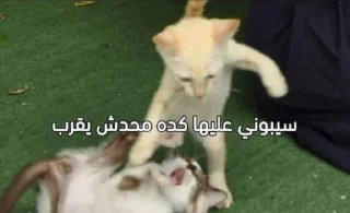 Telegram sticker 🤨 دورا العمية تربيع 🦭