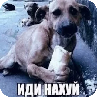 Video sticker 🌟 Автр джек пдрчтль :: @fStikBot