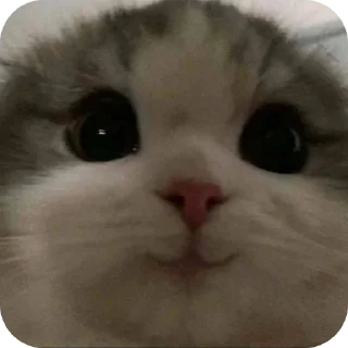 Telegram sticker 🐱 juju