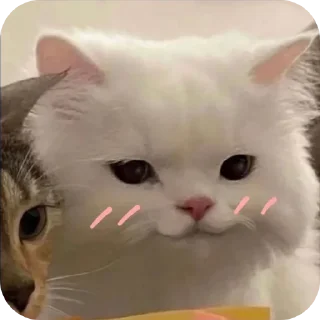 Telegram sticker 🐱 juju
