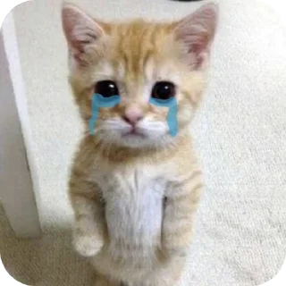 Telegram sticker 🐱 juju