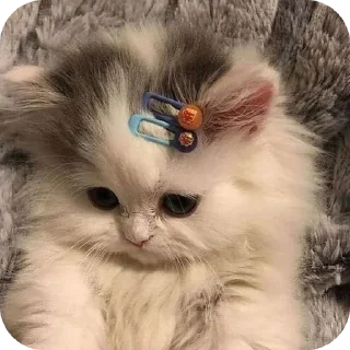 Telegram sticker 🐱 juju